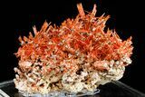 Vibrant Orange Crocoite Crystal Cluster - Stunning Specimen! #182743-3